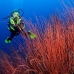 seawhip_kj_v_0705_png0007.jpg